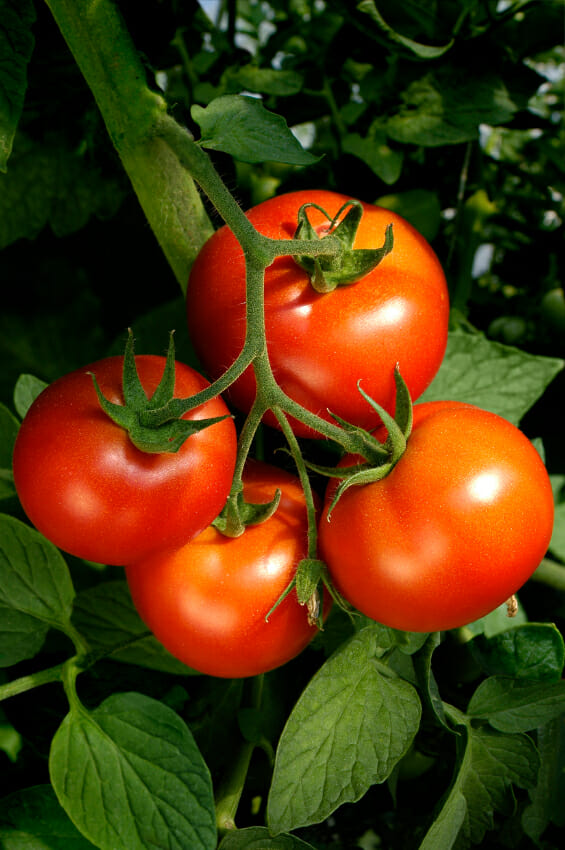 four ripe red tomatoes on a green vine