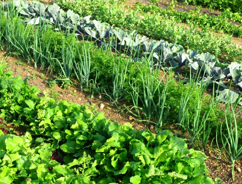 rows of vegetables in a garden lettuce, and other greens